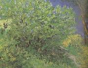 Vincent Van Gogh Lilacs (nn04) Spain oil painting reproduction